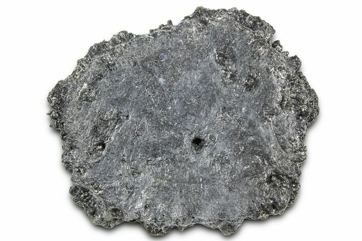 Fossil Glyptodont (Glyptotherium) Bony Armor Osteoderm - Florida #362354